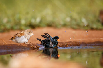 Village Indigobird bathing in waterhole with reflection in Kruger National park, South Africa ; Specie Vidua chalybeata family of  Viduidae