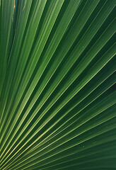 Green palm leaf texture close up natural tropical leaves for background 