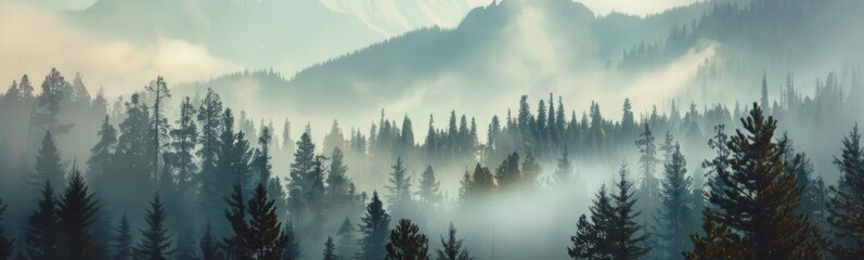 Trees are in the foreground of a mountain range with fog