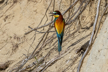 detail of colorful bee-eater sitting on a branch