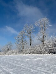 Winterlandschaft - Bäume im Schneekleid, Landschaft im Schnee am Wanderweg In der Buchenegg, zwischen Pass Albis und Felsenegg im Kanton Zürich.