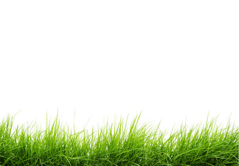 Fototapeta premium green grass isolated on white background