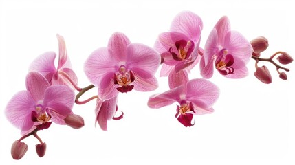 Close up of pink flowers on white background. Ideal for spring themes