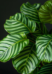 Tropical Bold Plants Leaves