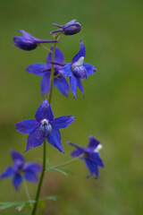 Closeup on the deep blue flowers of the poisonouos cow poison or Columbian larkspur, Delphinium trolliifolium