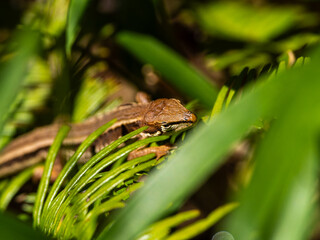 カナヘビのマクロ