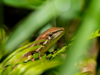 カナヘビのマクロ