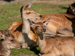 食後に寛ぐ奈良公園の鹿