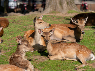 食後に寛ぐ奈良公園の鹿