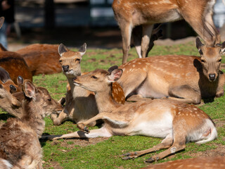 食後に寛ぐ奈良公園の鹿