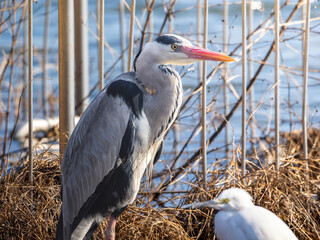 水辺のアオサギ