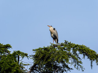 木の上のアオサギ