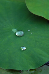 Green leaves closeup background