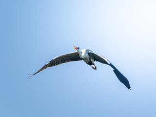 空を飛ぶアオサギ