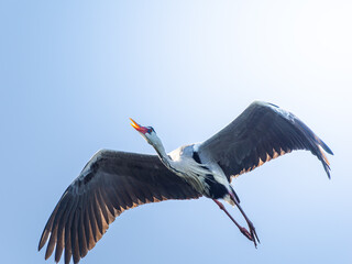 空を飛ぶアオサギ