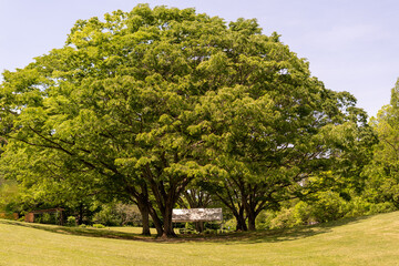 Nature's Green Sanctuary