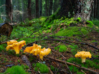 Wild edible golden chanterelle mushrooms (Cantharellus cibarius) in the moss in a forest