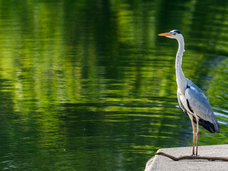 水辺のアオサギ
