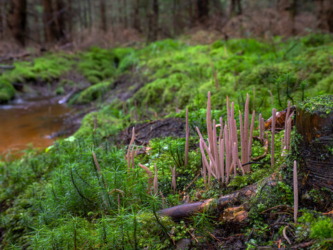 Purple Club Coral mushrooms (Alloclavaria purpurea) growing in the moss near a forest creek