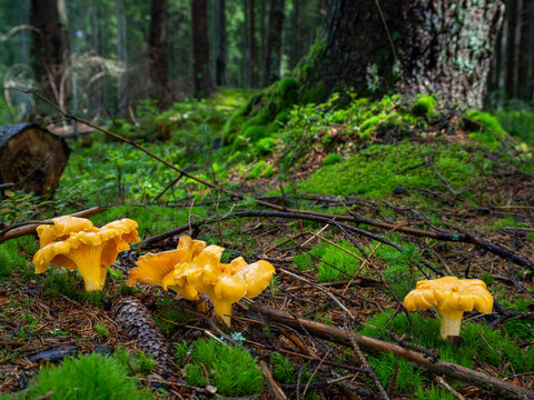 Wild edible golden chanterelle mushrooms (Cantharellus cibarius) in the moss in a forest