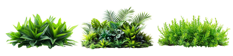 Fototapeta premium Three different types of green plants are shown in a row on a transparent background.