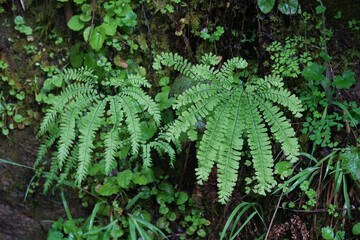 Closeup on the fresh green leaves of the Western of Aleutian maidenhair fern, Adiantum aleuticum in an Oregon forrest, USA
