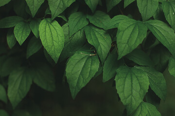 green leaves floral foliage environment concept in low key lighting seasonal close up scenery