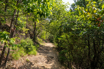 緑の森へ続く登山道