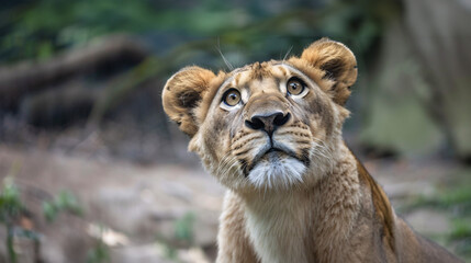 Obraz premium Curious lion cub gazing upward. Adorable lion cub with captivating eyes looking up with wonder and curiosity.