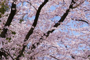 Love in cherry blossom