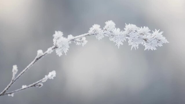A of frost flowers growing on a lone stem creating a natural and delicate frozen sculpture.