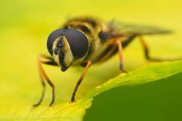 Extreme closeup on the head and eyes of European Batman hoverfly, Myathropa florea sitting on a...