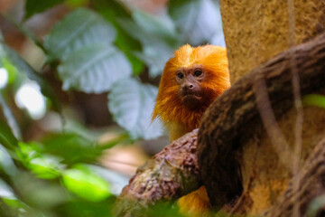 Golden lion tamarin