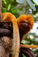 Golden lion tamarin