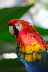 Scarlet macaw