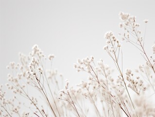  flower, white background