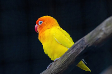 A yellow and orange bird is perched on a branch.. Fischers Lovebird