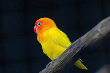 A yellow and orange bird is perched on a branch.. Fischers Lovebird