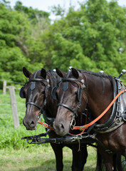 Two Canadian horses in driving harnesses portrait or head shot of pair of Canadian horses in english leather bridles and driving tack or harness vertical equine with spring summer greenery  background