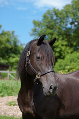 portrait shot of purebred canadian horse head shot of black horse with black forelock wearing leather halter blue sky and greenery in background vertical equine image with room for type ears forward 