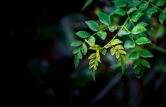 Fresh Green leaves