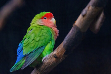 A green and red parrot is perched on a branch