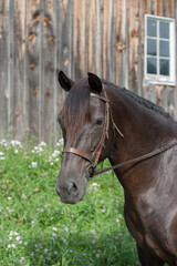 Fototapeta premium portrait of purebred canadian horse head shot of black horse with black forelock wearing leather english bridle with snaffle vertical equine image with room for type ears forward grey barn background 