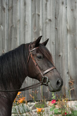 Fototapeta premium portrait of purebred canadian horse head shot of black horse with black forelock wearing leather english bridle with snaffle vertical equine image with room for type ears forward grey barn background 