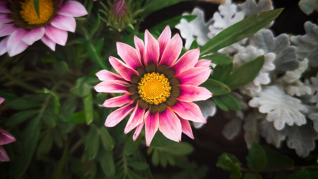 Pink flower
