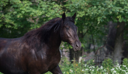 Fototapeta premium Portrait of Canadian horse purebred Canadian black with ears forward green spring summer background horizontal equine image with room for type