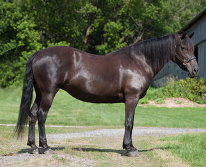 Conformation full body shot of Canadian horse purebred Canadian horse standing black horse with black mane and tail green grass and trees in background good Canadian horse conformation horizontal equi