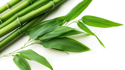Obraz premium bamboo, isolated on white Environmentally friendly friend
