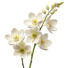 white flower Isolated on Clean White and transparent Background