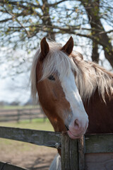 Naklejka premium portrait of belgian horse head shot of chestnut belgian horse with large white facial marking on head ears forward vertical equine animal image with room for type and masthead spring summer season 